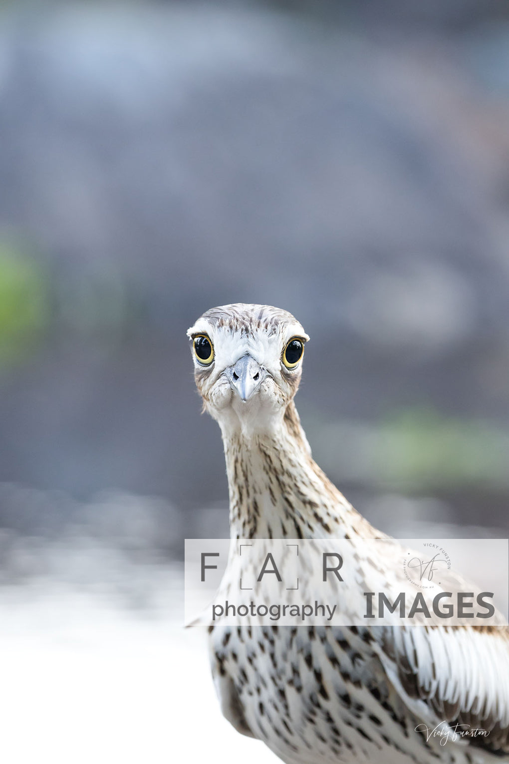 Curlew Stare