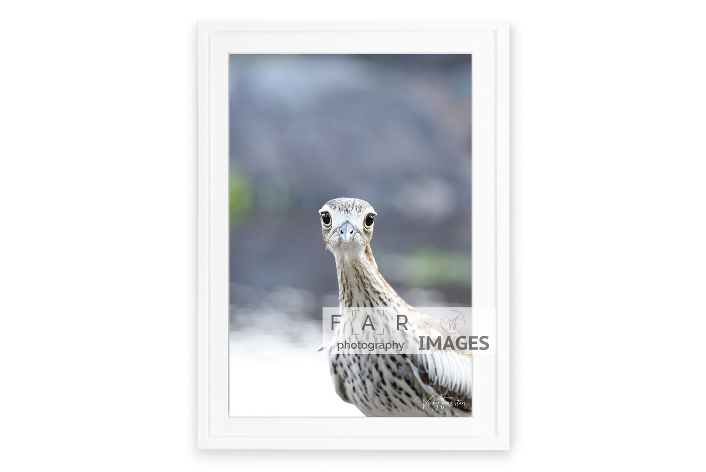 Curlew Stare