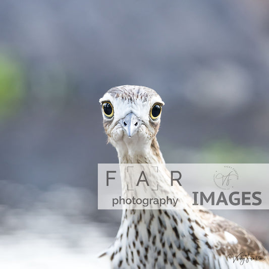 Curlew Stare