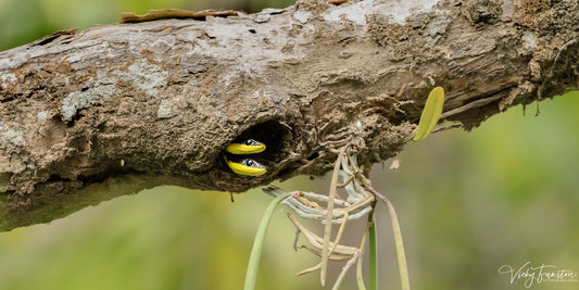 Tree Snake Lookout